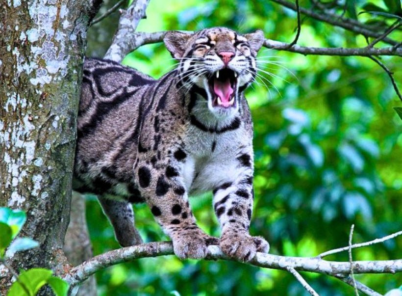 Clouded leopard National Park